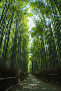 京都嵐山の竹林