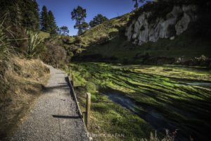 Te Waihou walkway