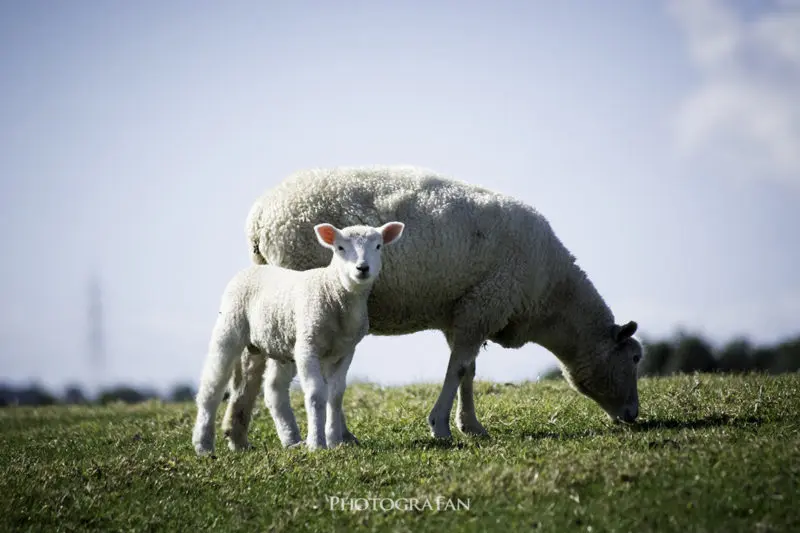 オークランドで羊が撮影できる定番スポット Cornwall Park Ambury Regiol Park フォトグラファン