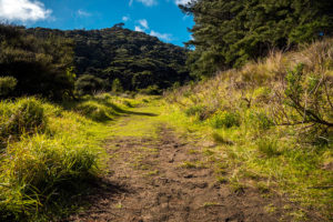 Lake Wainamu Track