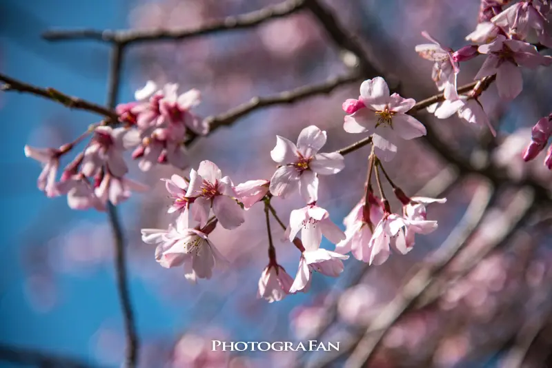 一眼カメラで背景のボケ味を活かした美しい写真を撮る方法  フォト 