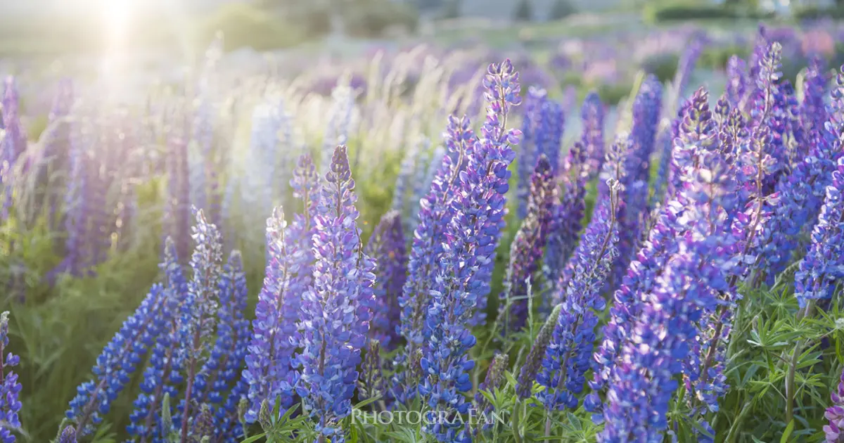 一眼カメラで背景のボケ味を活かした美しい写真を撮る方法 フォトグラファン