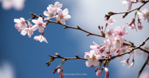 桜を一眼カメラで綺麗に撮影する方法