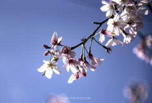 青空と桜