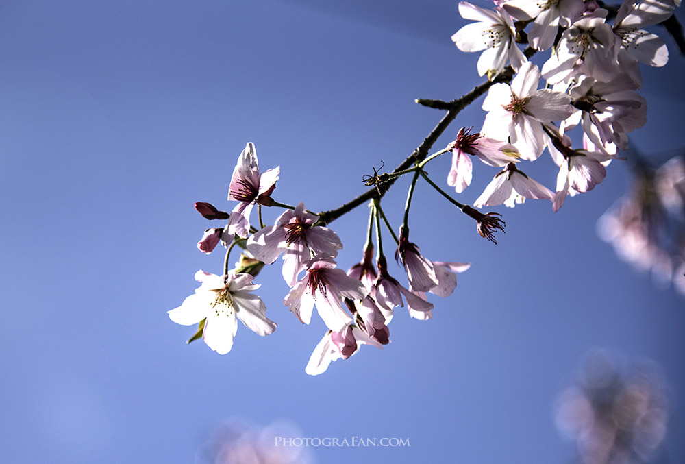 🌸桜を綺麗に撮影する方法！失敗しないカメラ設定、レンズの種類やテクニック フォトグラファン