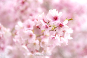 桜の背景をぼかした撮影テクニック