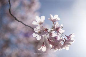 桜を逆光で撮影