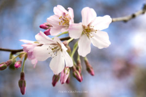 マクロ撮影した桜のクローズアップ写真