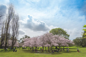 広角レンズで桜を撮影