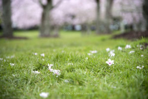 桜を望遠側で撮影