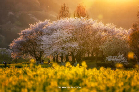 夕日に照らされる桜