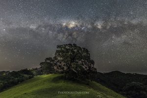 木の上のGalactic Kiwi（銀河のキーウィ）