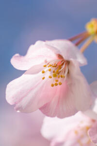 桜の高画質クローズアップ写真