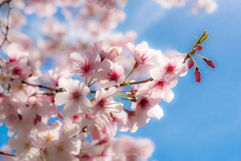 Lightroomで桜を綺麗に仕上げる写真のレタッチ方法 フォトグラファン