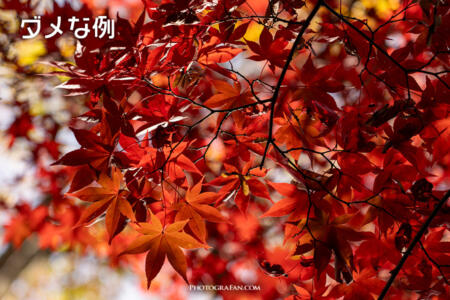 ダメな紅葉写真の例