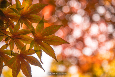 紅葉をアップで背景をぼかして撮影